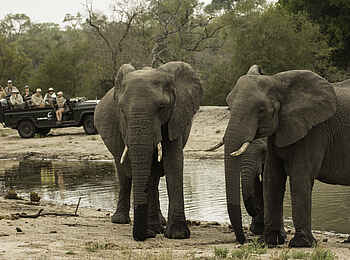 MalaMala Camp: Einige Elefanten MalaMala Camp: Einige Elefanten