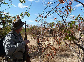 Camp Hwange: Zu Fuß im Busch Camp Hwange: Zu Fuß im Busch