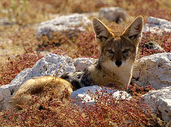 Canyon Lodge: Schakal Canyon Lodge: Schakal