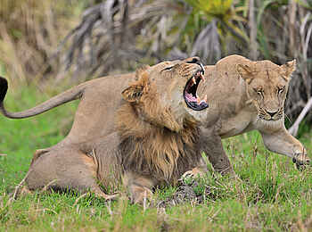 Muzimu Lodge: Löwen Muzimu Lodge: Löwen