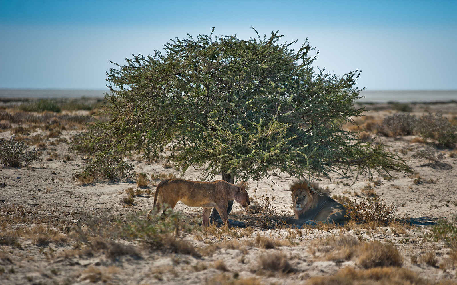 Etosha King Nehale: Ein Löwenpaar Etosha King Nehale: Ein Löwenpaar