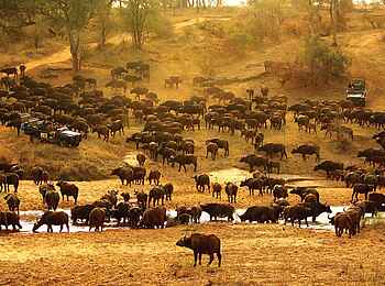 MalaMala Camp: Büffelherde am Sand River MalaMala Camp: Büffelherde am Sand River