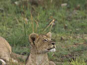 Konkamoya Lodge: Löwenkind Konkamoya Lodge: Löwenkind