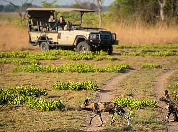 Chisa Busanga Camp: Pirschfahrt mit Wildhund Sichtung Chisa Busanga Camp: Pirschfahrt mit Wildhund Sichtung