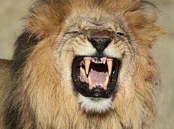 Dinaka Lodge: Löwe zeigt die Zähne Dinaka Lodge: Löwe zeigt die Zähne