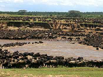 Legendary Nyasi Tented Camp: Gnus überqueren den Fluss Legendary Nyasi Tented Camp: Gnus überqueren den Fluss