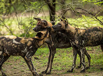 Roho ya Selous Camp: Wildhunde Roho ya Selous Camp: Wildhunde