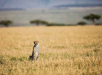 Legendary Nyasi Tented Camp: Gepard Legendary Nyasi Tented Camp: Gepard