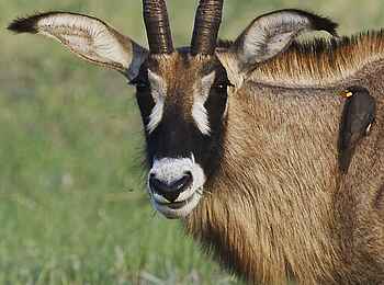 Konkamoya Lodge: Roan Antelope Konkamoya Lodge: Roan Antelope