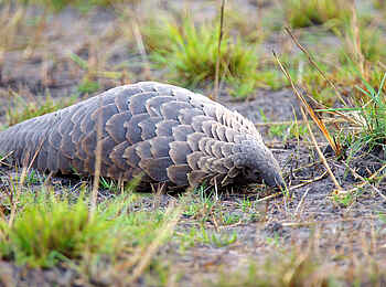 Konkamoya Lodge: Pangolin Konkamoya Lodge: Pangolin