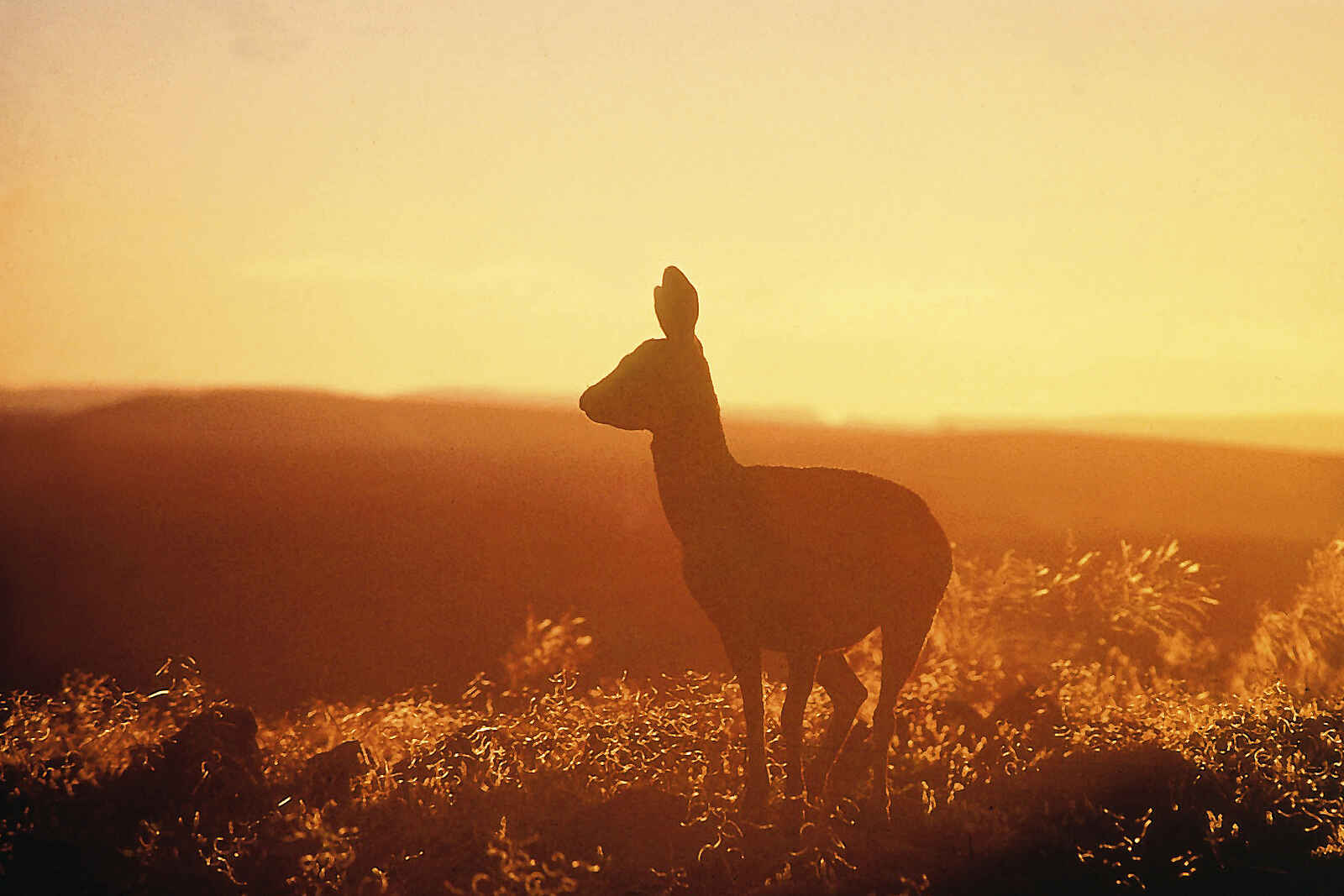 Canyon Lodge: Klippenspringer in der Nama-Karoo-Wüste Canyon Lodge: Klippenspringer in der Nama-Karoo-Wüste