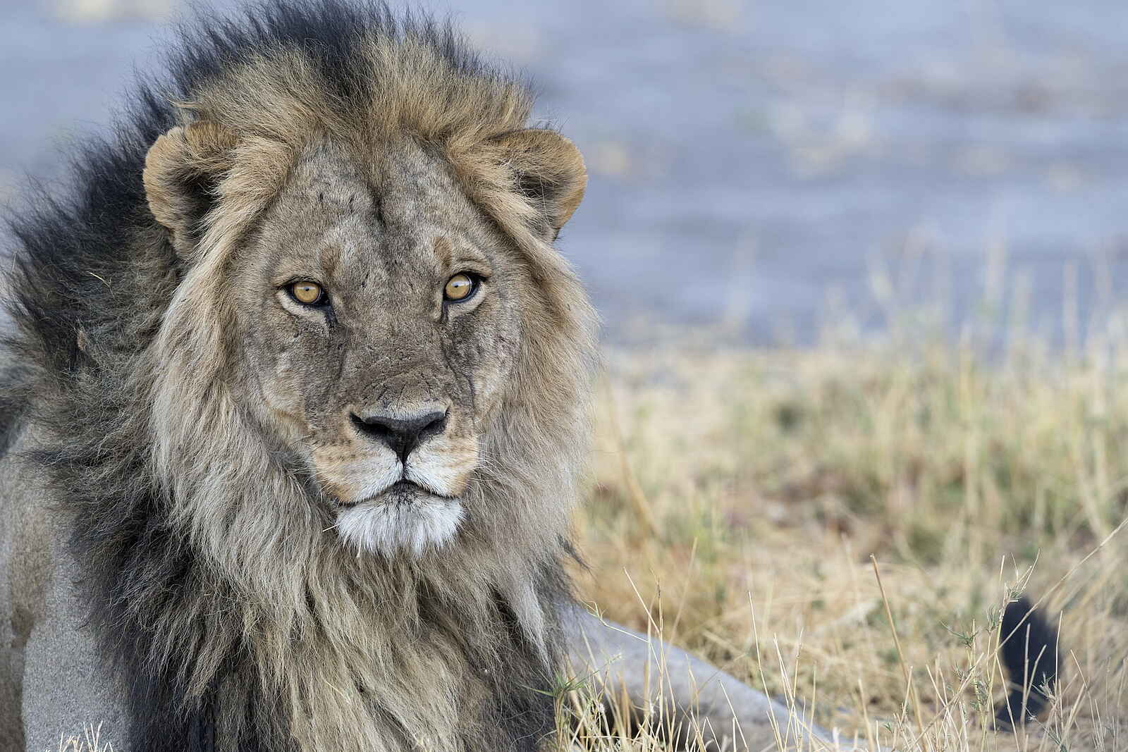 Qorokwe Camp: Löwe Qorokwe Camp: Löwe