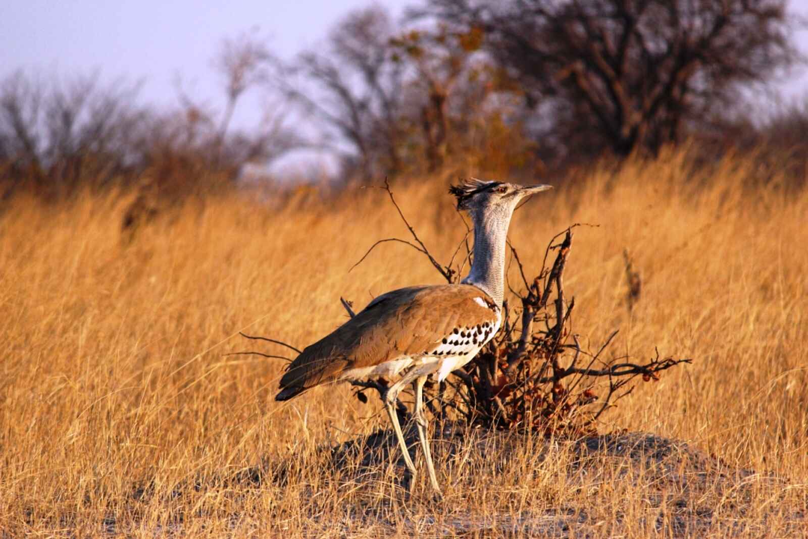 Camp Hwange: Riesentrappe Camp Hwange: Riesentrappe