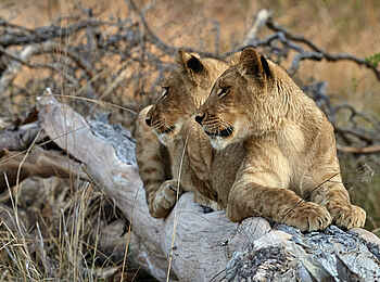 Konkamoya Lodge: Löwinnen auf Baumstamm Konkamoya Lodge: Löwinnen auf Baumstamm