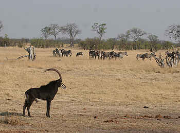Camp Hwange: Rappenantilope vor Zebraherde Camp Hwange: Rappenantilope vor Zebraherde