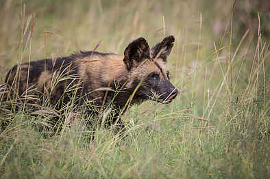 Loisaba Tented Camp: Wildhund