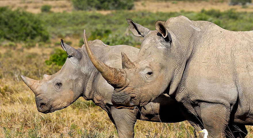 Founders Lodge by Mantis: Breitmaulnashörner Founders Lodge by Mantis: Breitmaulnashörner