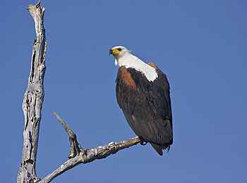 Konkamoya Lodge: Fischadler Konkamoya Lodge: Fischadler