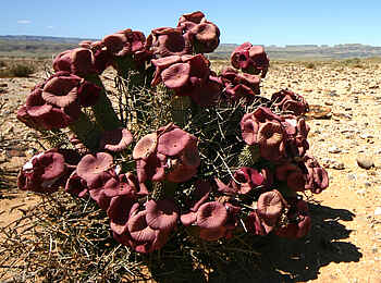 Canyon Lodge: Hoodia-Pflanze in der Nama-Karoo-Wüste Canyon Lodge: Hoodia-Pflanze in der Nama-Karoo-Wüste