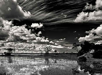 Konkamoya Lodge: Schwarz-weiße Landschaft Konkamoya Lodge: Schwarz-weiße Landschaft