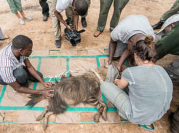 Muzimu Lodge: Conservation Projekte Muzimu Lodge: Conservation Projekte