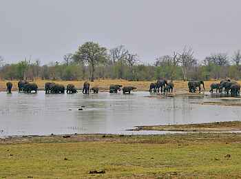 Nogatsaa Pans Lodge: Elefanten am Rand der Pfanne Nogatsaa Pans Lodge: Elefanten am Rand der Pfanne
