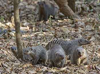 Konkamoya Lodge: Banded Mongoose Konkamoya Lodge: Banded Mongoose