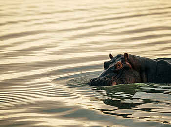 Roho ya Selous Camp: Nilpferd Roho ya Selous Camp: Nilpferd
