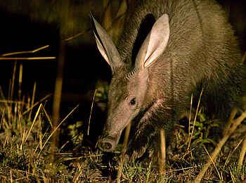 Konkamoya Lodge: Aardvark Konkamoya Lodge: Aardvark
