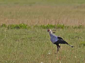 Konkamoya Lodge: Secretarybird - Sagittarius serpentarius Konkamoya Lodge: Secretarybird - Sagittarius serpentarius