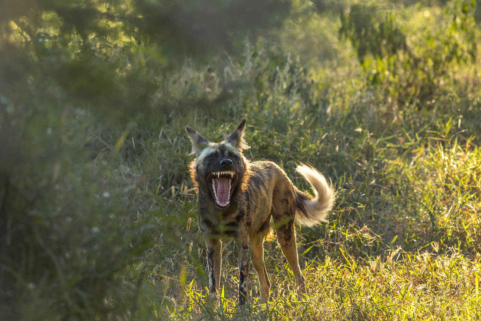 Muzimu Lodge: Wildhund Muzimu Lodge: Wildhund