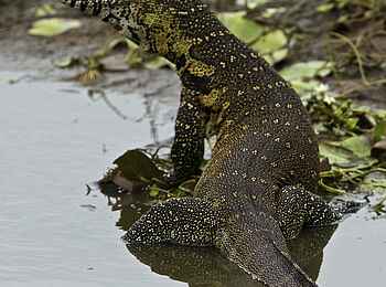 Konkamoya Lodge: Monitor lizard - Varanus niloticus Konkamoya Lodge: Monitor lizard - Varanus niloticus