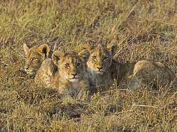 Konkamoya Lodge: Junge Löwen im Gras Konkamoya Lodge: Junge Löwen im Gras