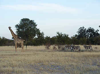 Camp Hwange: Giraffe und Zebraherde Camp Hwange: Giraffe und Zebraherde