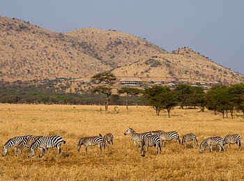 Kubu Kubu Tented Camp: Zebras Kubu Kubu Tented Camp: Zebras