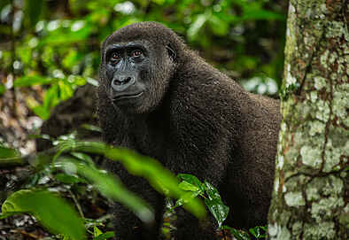 Ngaga Camp: Ein Gorilla aus der Nähe