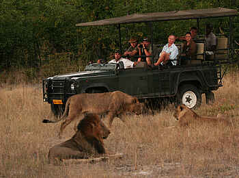 Camp Hwange: Pirschfahrt mit Löwen Camp Hwange: Pirschfahrt mit Löwen