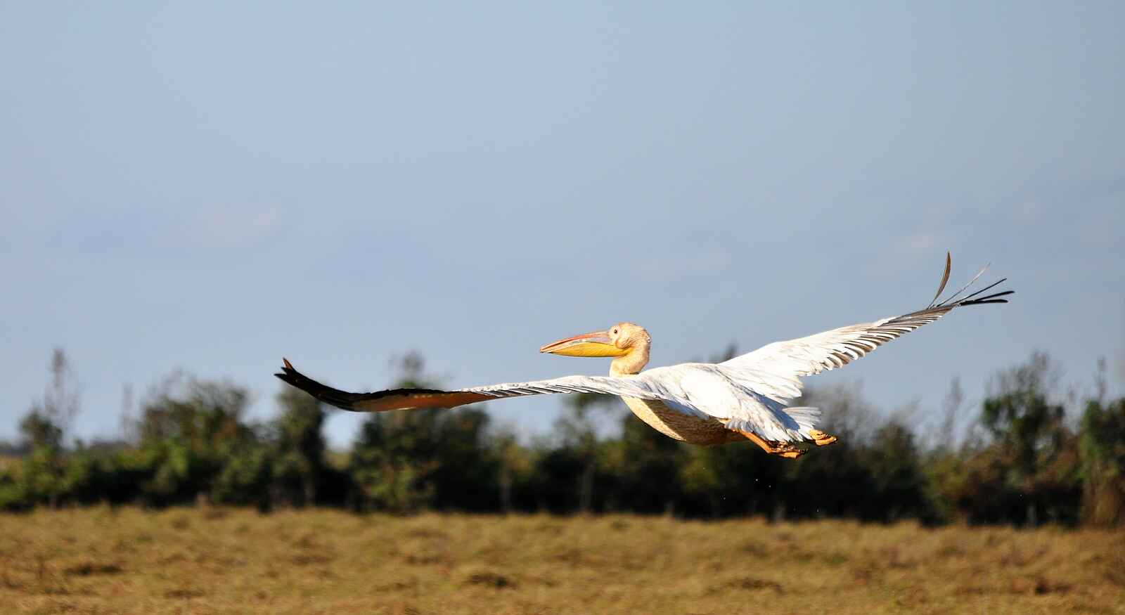 Shoebill Island Camp: Pelikan beim Take-off Shoebill Island Camp: Pelikan beim Take-off