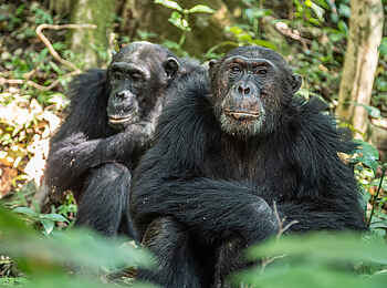 Greystoke Mahale Lodge: Zwei Schimpansen Greystoke Mahale Lodge: Zwei Schimpansen