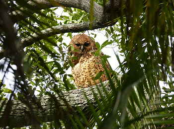 Kala Camp: Pelzfischer Eule Kala Camp: Pelzfischer Eule