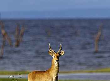 Konkamoya Lodge: Puku Konkamoya Lodge: Puku