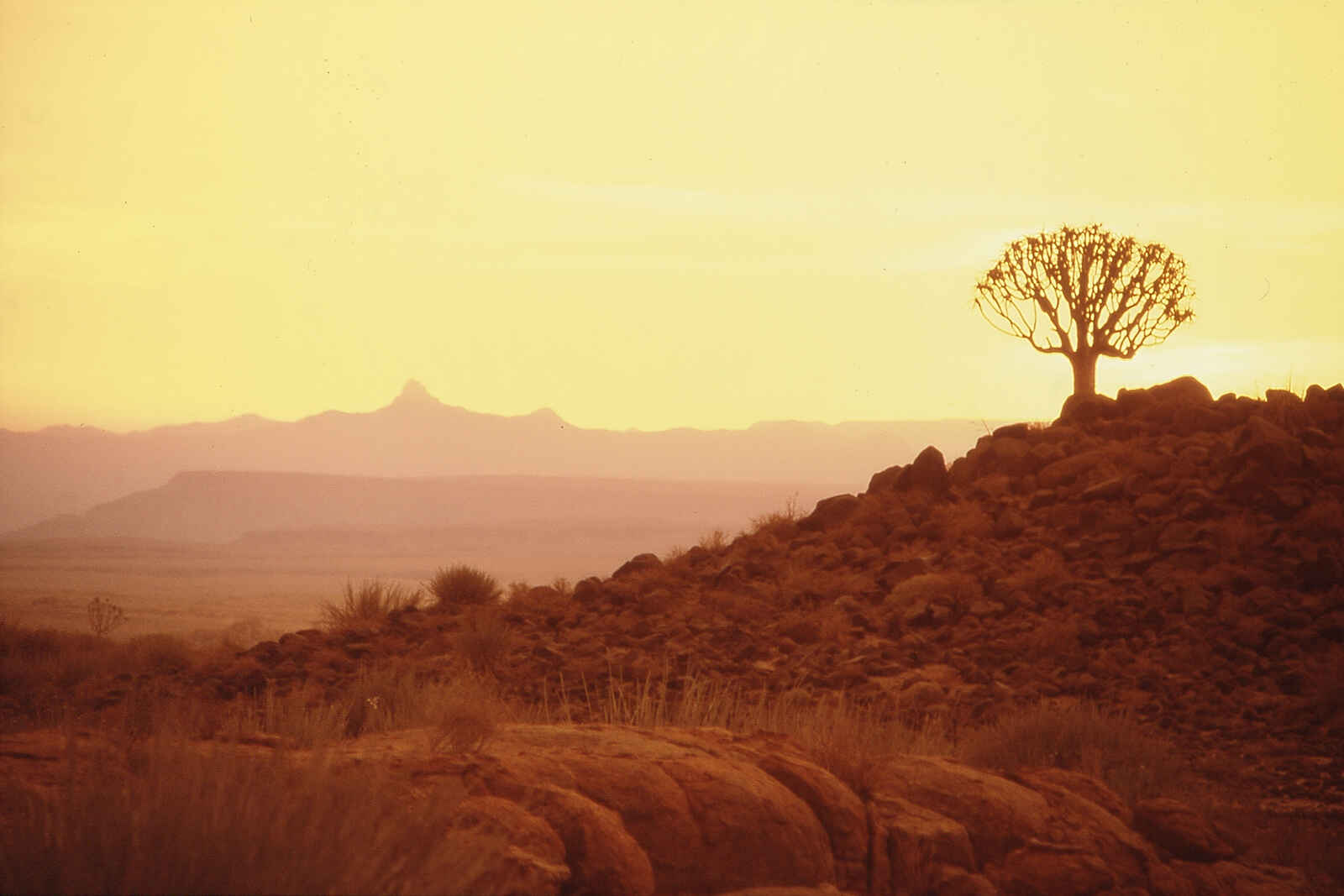 Canyon Lodge: Köcherbaum in der Wüste Canyon Lodge: Köcherbaum in der Wüste