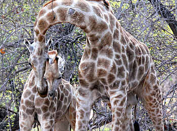 Chilo Gorge Safari Lodge: Giraffen Chilo Gorge Safari Lodge: Giraffen