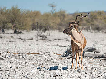 Etosha King Nehale: Ein einzelner Kudu Bulle Etosha King Nehale: Ein einzelner Kudu Bulle