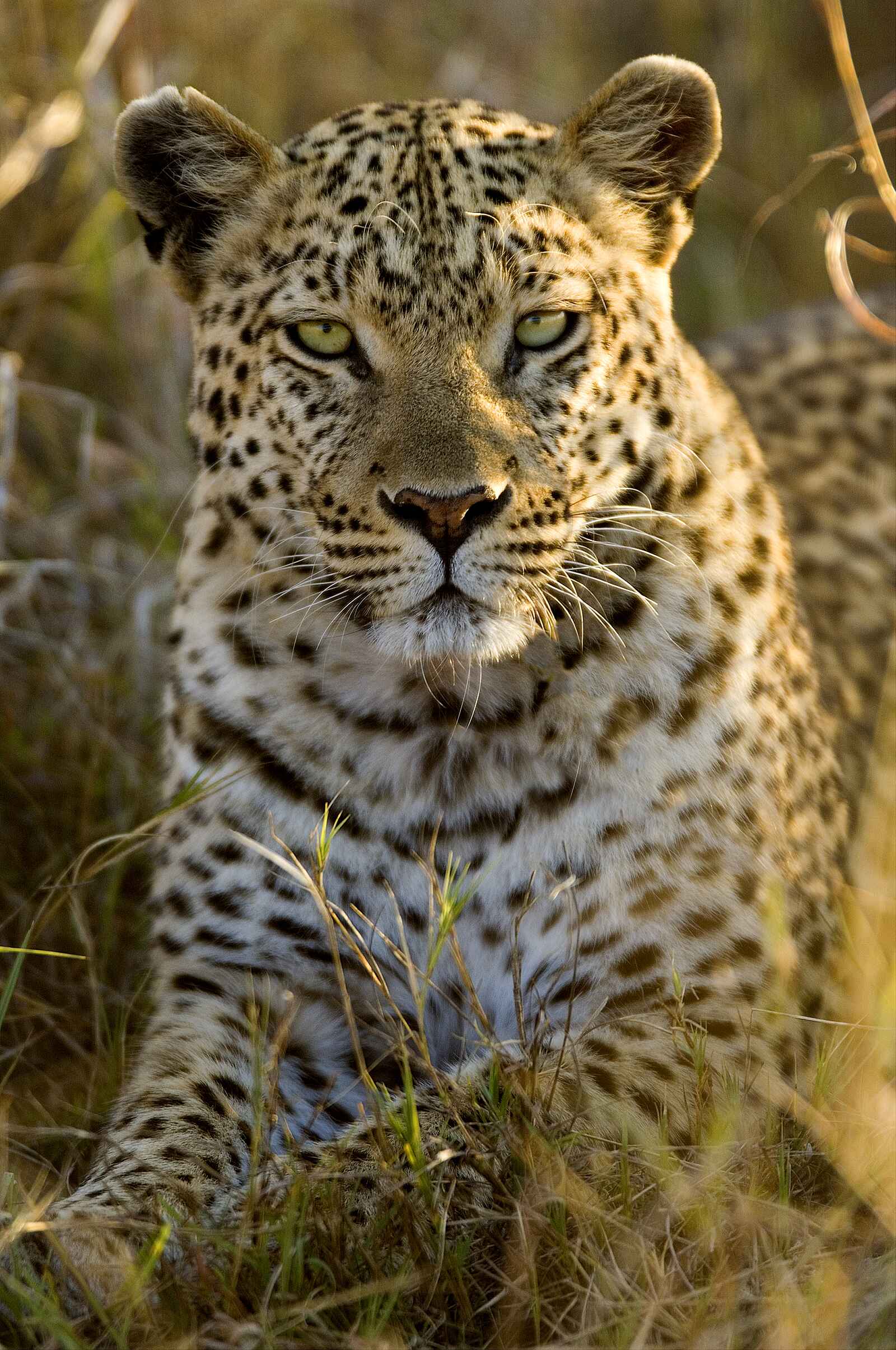 Jacana Camp: Leopard Jacana Camp: Leopard