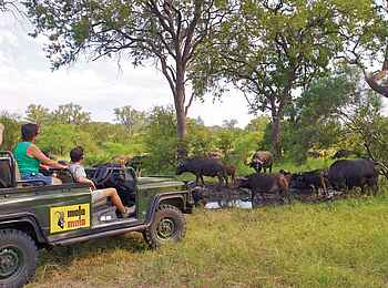 MalaMala Main Camp: Beobachtung von Büffeln MalaMala Main Camp: Beobachtung von Büffeln