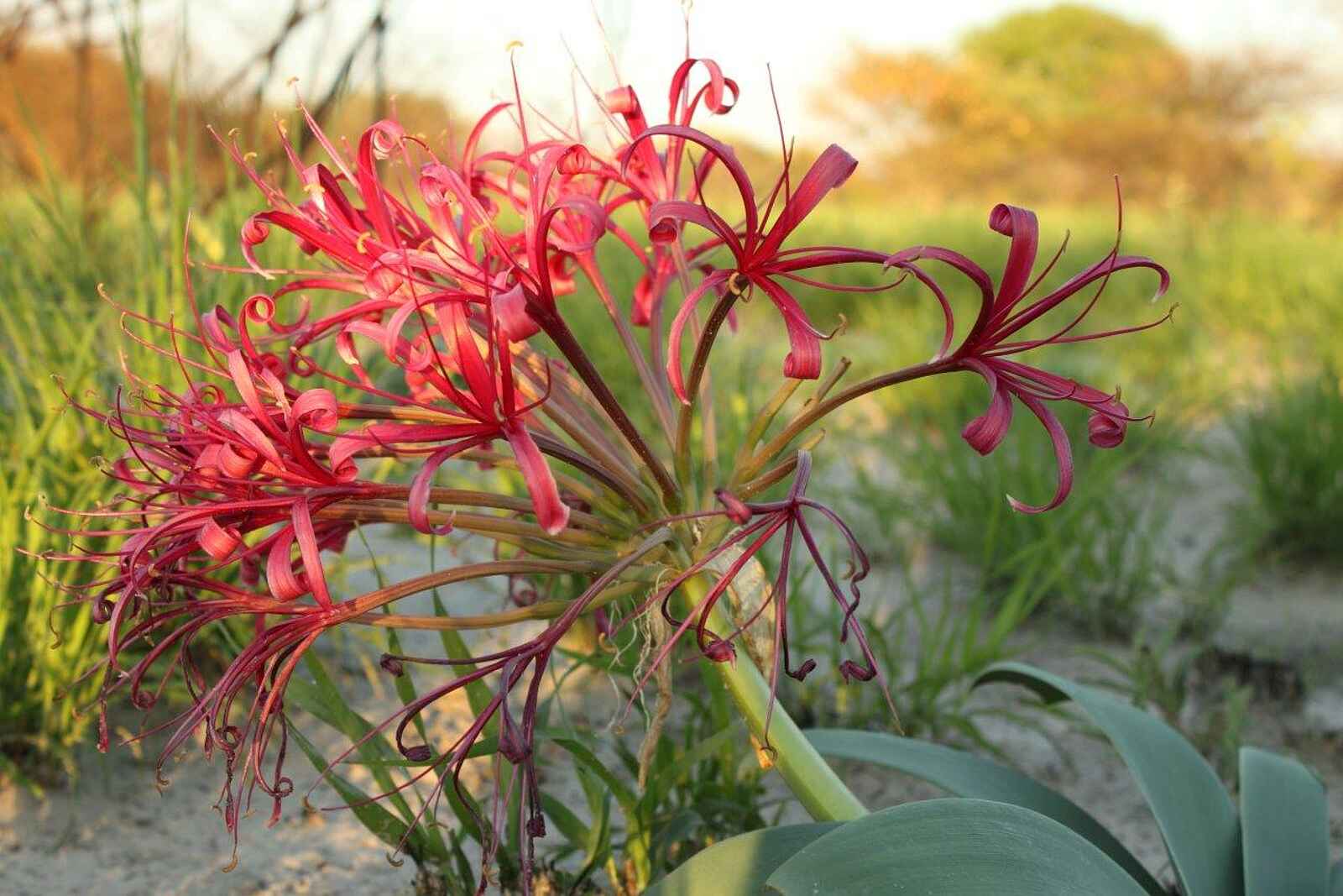 Dinaka Lodge: Die Kalahari blüht Dinaka Lodge: Die Kalahari blüht