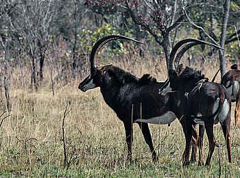 Konkamoya Lodge: Säbelantilopen Konkamoya Lodge: Säbelantilopen