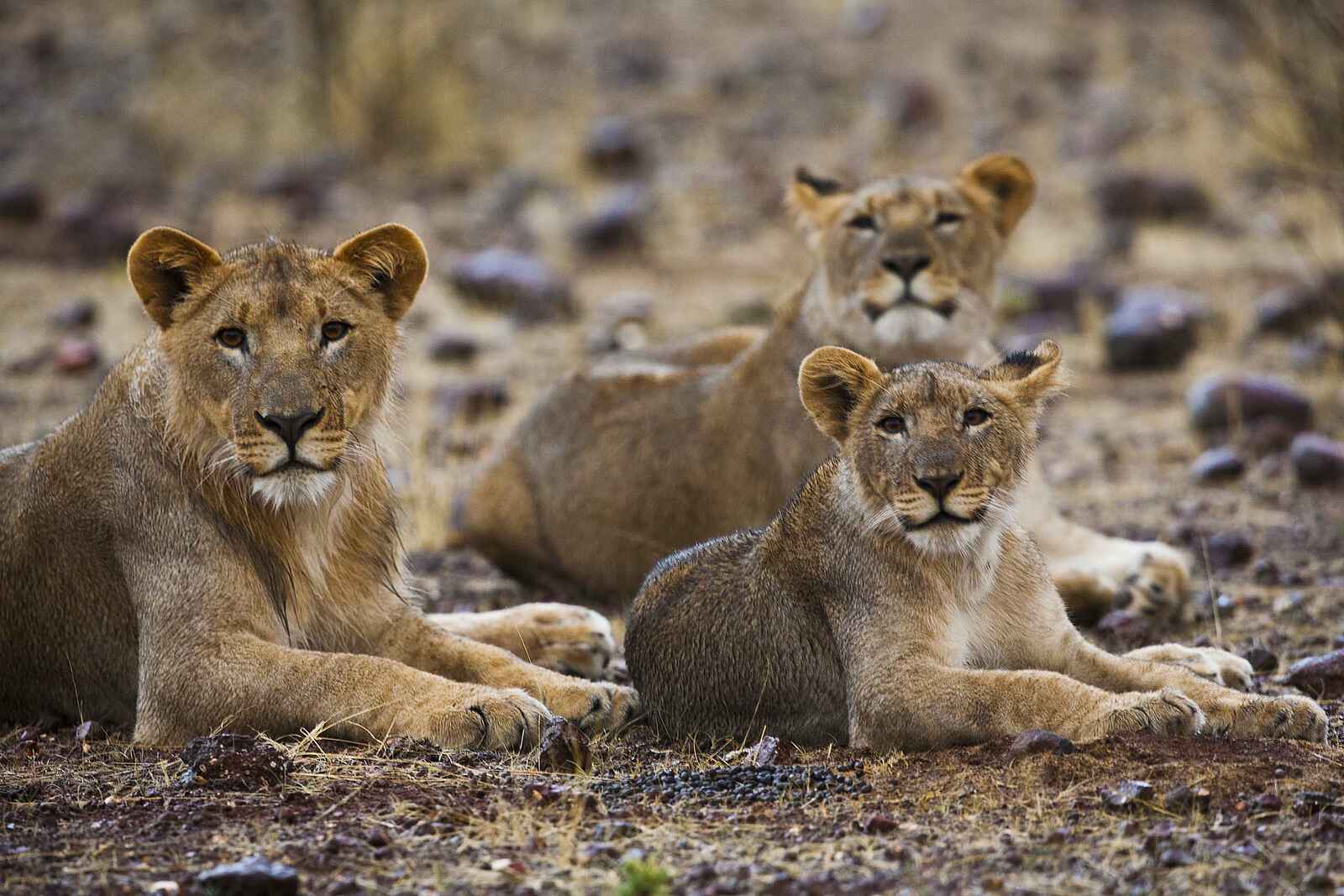 Grootberg Lodge: Neugier Grootberg Lodge: Neugier