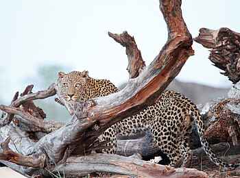 Camp Hwange: Leopard am Wasserloch Camp Hwange: Leopard am Wasserloch